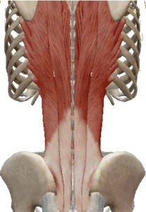 Lower Back Pain - Massage Therapy Connections