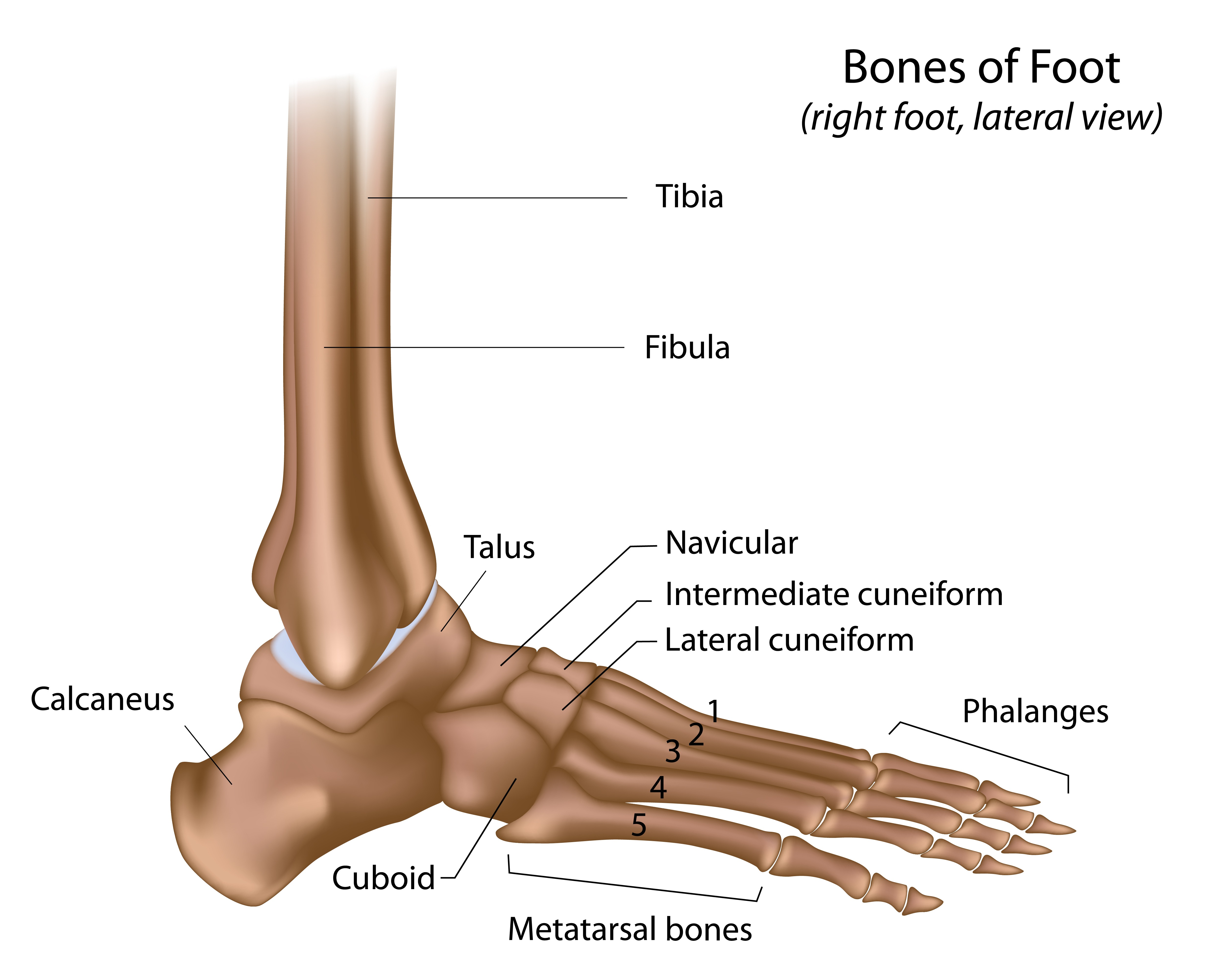 Diagram Of The Human Foot And Ankle