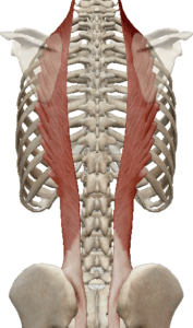 Upper Back Pain – Massage Therapy Connections