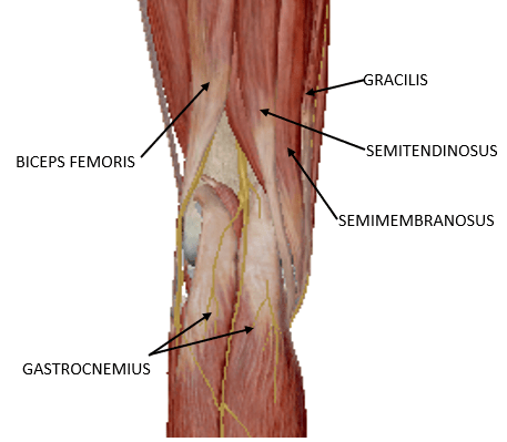 What is the name of the muscle behind the knee Knee Pain Massage Therapy Connections