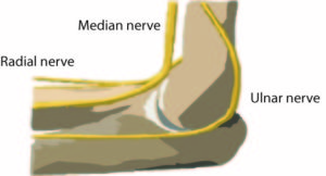 elbow nerves