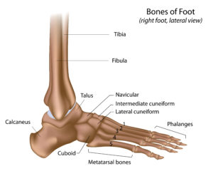 foot bones