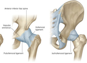 hip ligaments