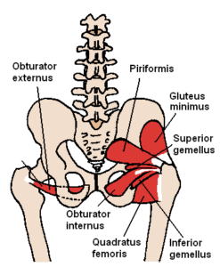 hip muscles 1