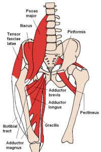 hip muscles 2
