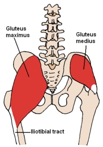 hip muscles 3