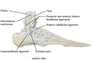 Ankle and Foot Pain - Massage Therapy Connections