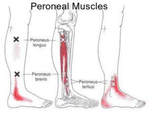 peroneal text