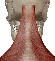 https://massagetherapyconnections.com/wp-content/uploads/2016/06/trapezius-unedited-3.png