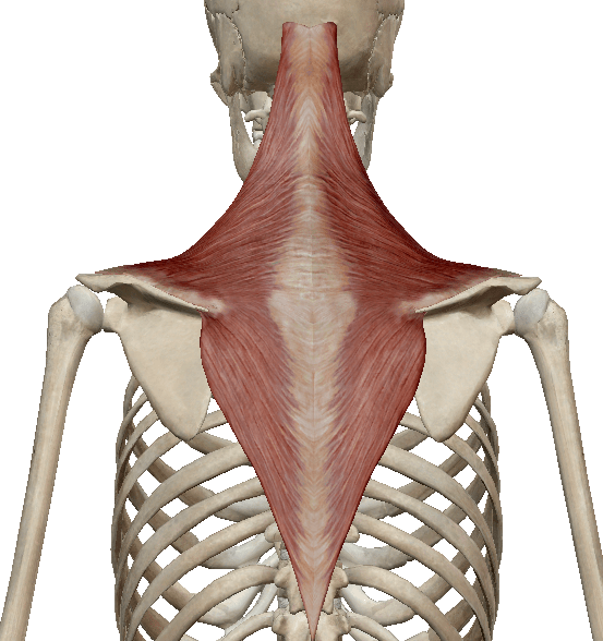 Верхняя трапециевидная. Musculus Trapezius. Trapezius мышца. Трапециевидная мышца анатомия человека. Трапециевидная мышца 3д.